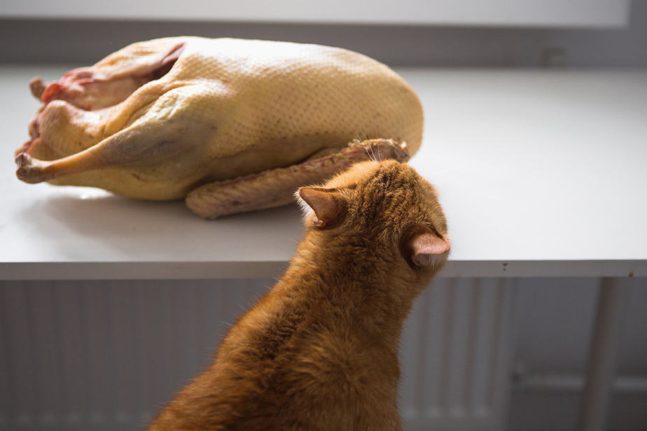 Kediler Hindi Pastırması Yiyebilir mi? Artıları ve Eksileri Nelerdir?