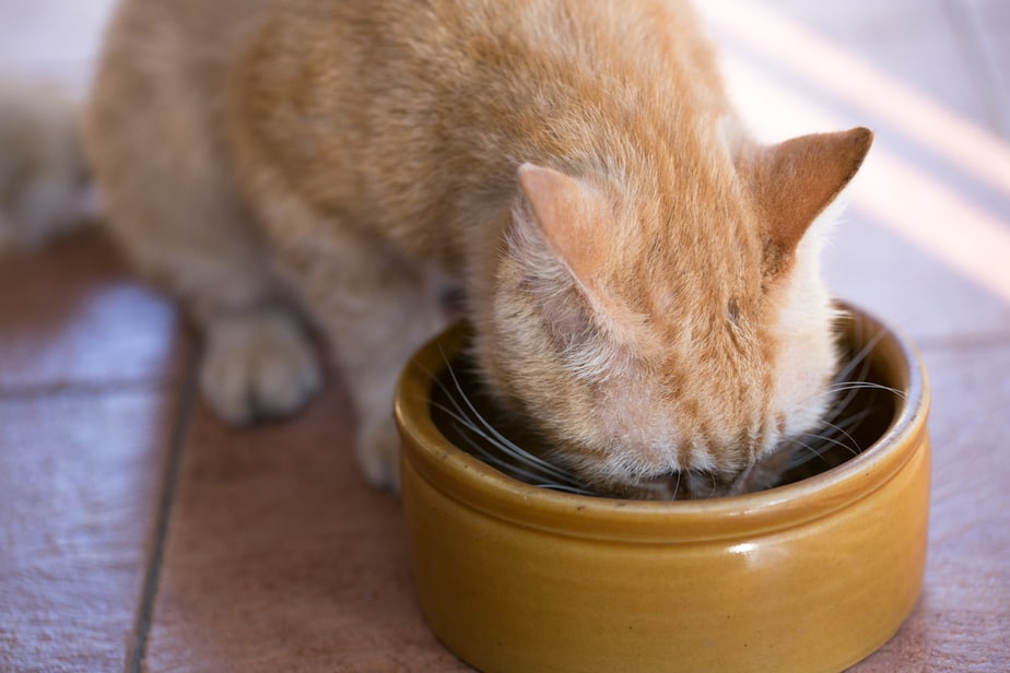 Kediler Çorba Yiyebilir mi? Ne Kadar Toplayabilir?
