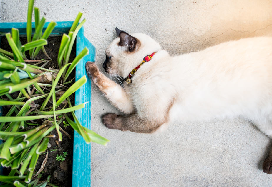 Can Cats Eat Mustard? Find Out From This Food Nerd!