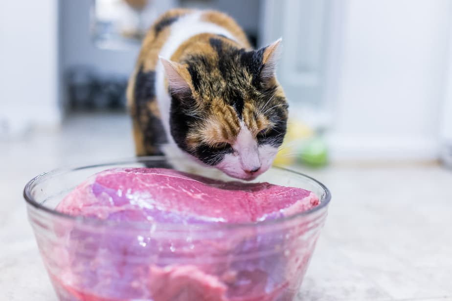 Kediler Mısırlı Sığır Eti Yiyebilir mi? Hırsızınıza Zarar Verir mi?