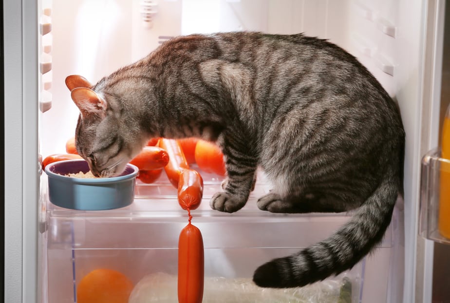 Can Cats Eat Mayo? Should You Be Worried?