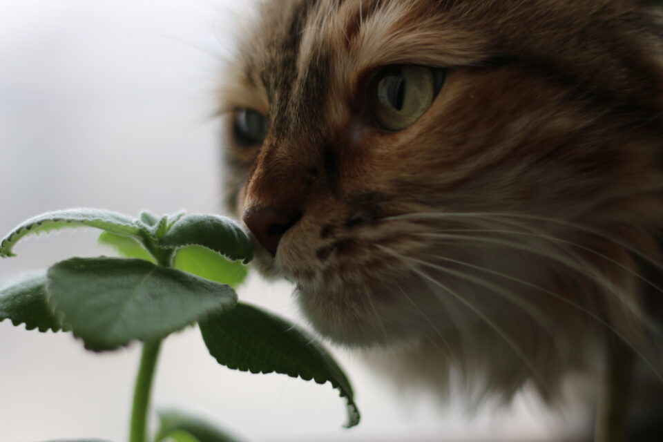 can-cats-eat-mint-will-this-smell-make-your-cat-squint