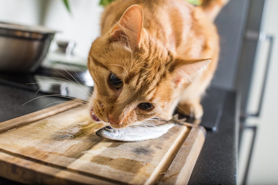 Cats eat clearance sardines