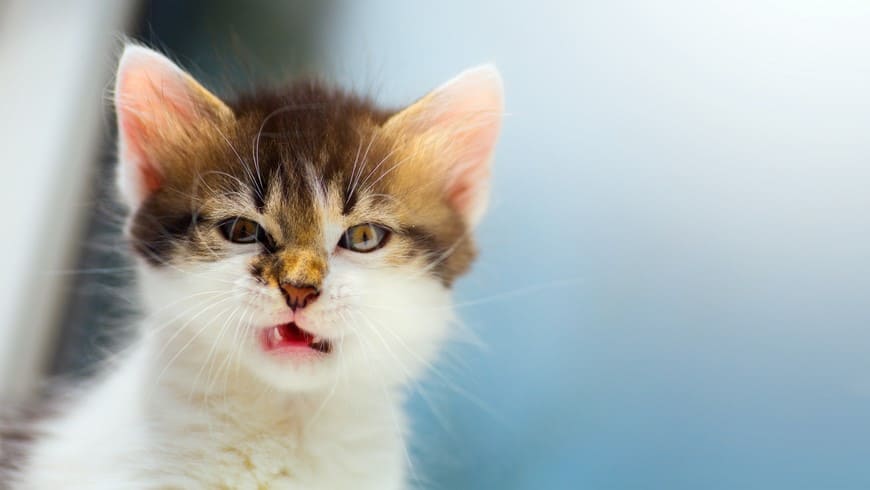 Can Cats Eat Doritos? Care To Share This Crunchy Snack?