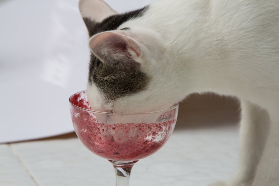 Are beets 2025 bad for cats