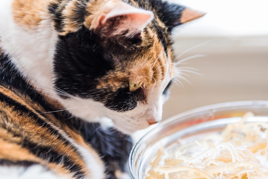 Kediler Deniz Yosunu Yiyebilir mi? Beslemeden Önce Mutlaka Okuyun!