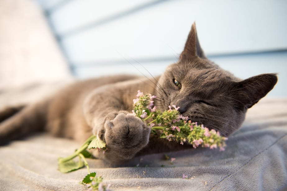 Can Cats Eat Mint? Will This Smell Make Your Cat Squint?