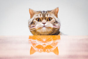 Can Cats Eat French Fries? Could This Be Their Prize?