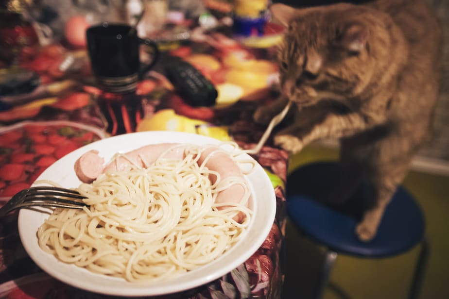 Kediler Makarna Yiyebilir mi? Bu Yiyecek Yenebilir mi?