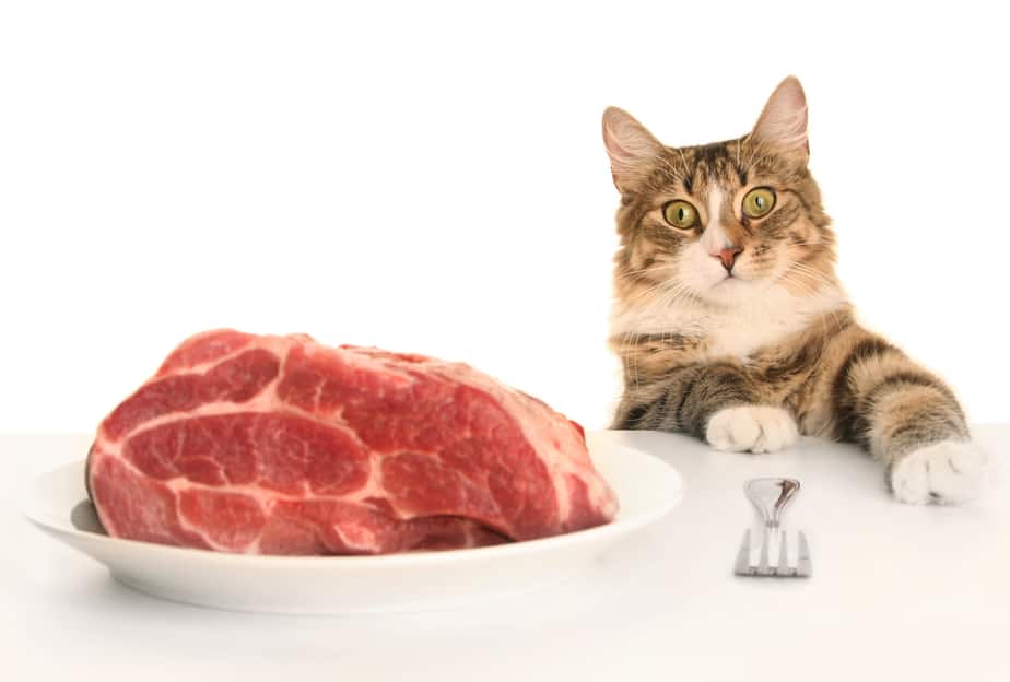 Kediler Kuzu Eti Yiyebilir mi? Herhangi Bir Riski ve Faydası Var mı?