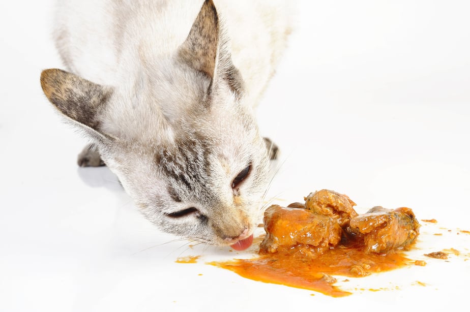 Kediler Sardalya Yiyebilir mi? Bu Balık Uygun Bir Kedi Yemeği mi?