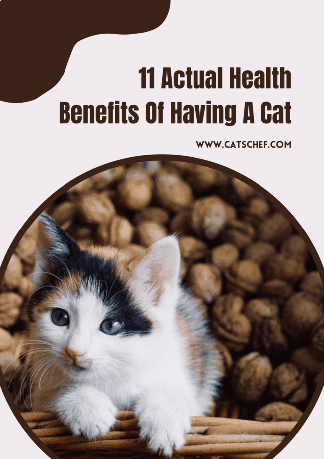 11 Actual Health Benefits Of Having A Cat