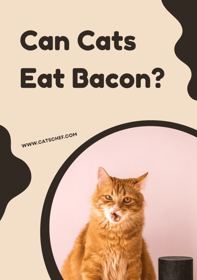 Kediler Pastırma Yiyebilir mi?