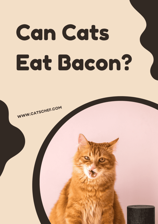 Can Cats Eat Bacon?