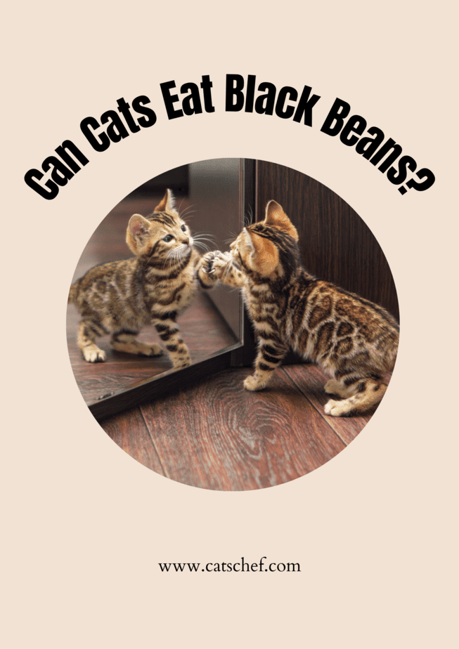 Can Cats Eat Black Beans?