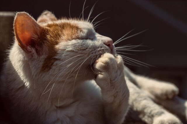 Can Cats Eat Canned Chicken