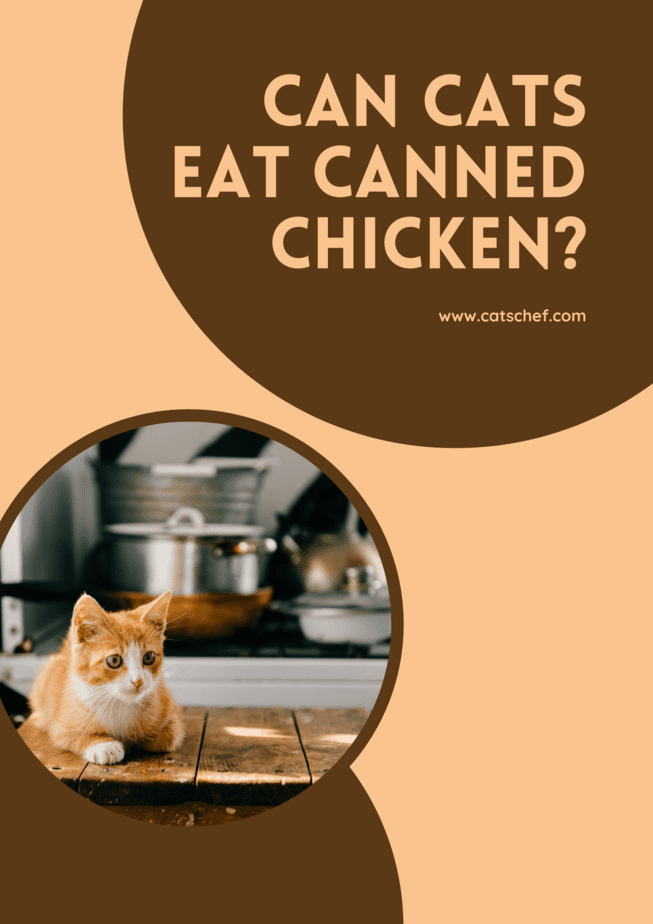 Can Cats Eat Canned Chicken?