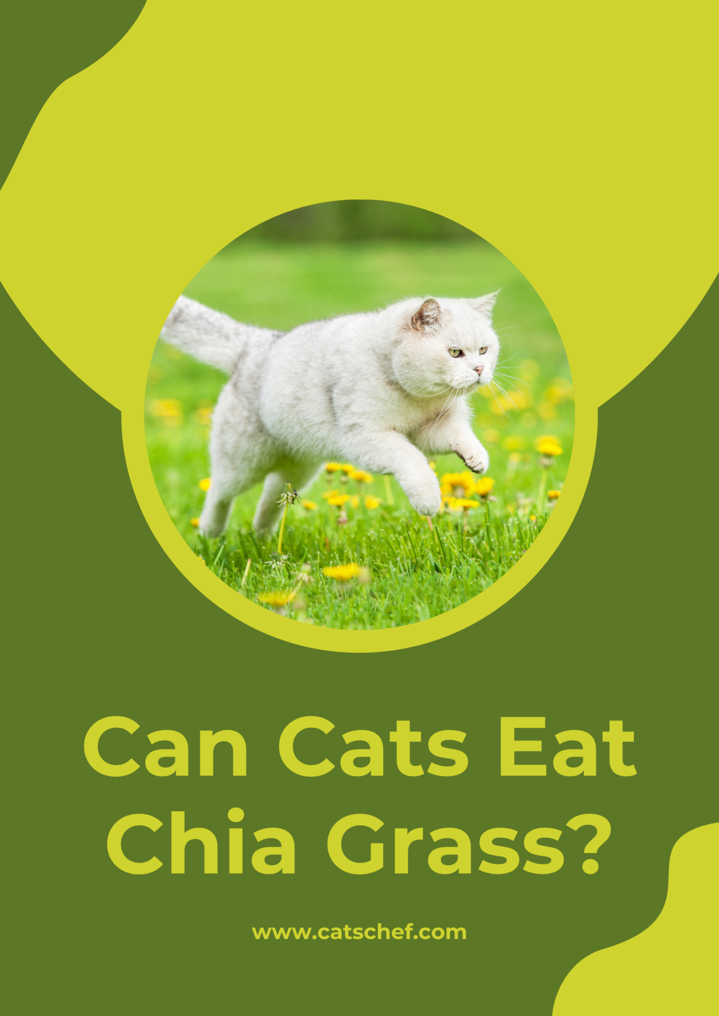 Can Cats Eat Chia Grass? Should They Give This Treat A Pass?