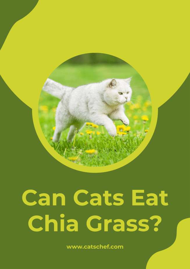 Kediler Chia Otu Yiyebilir mi?