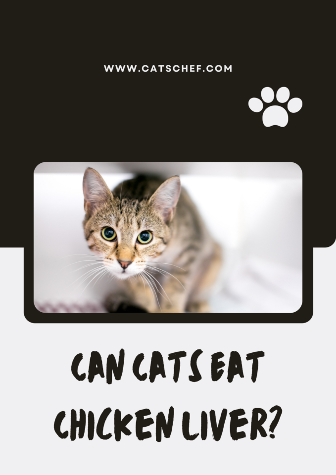 Can Cats Eat Chicken Liver? Is It A Safe Treat For Your Kitto?