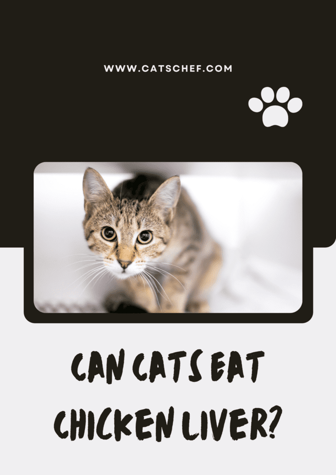 Kediler Tavuk Ciğeri Yiyebilir mi?