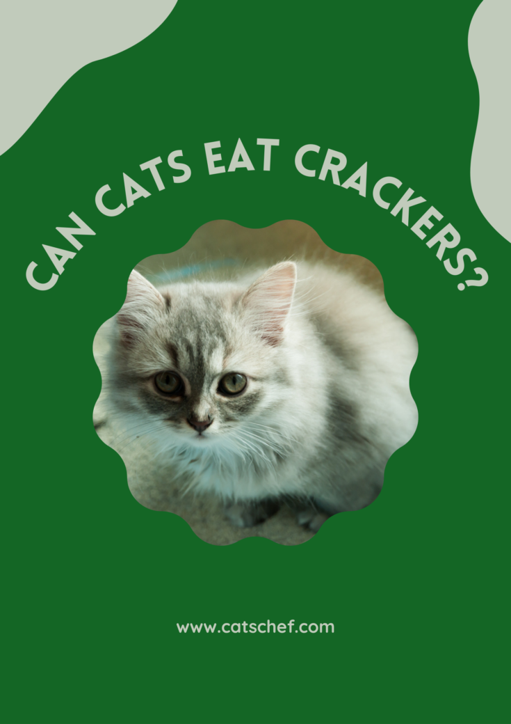 Can Cats Eat Crackers? Crack The Code And Find Out!