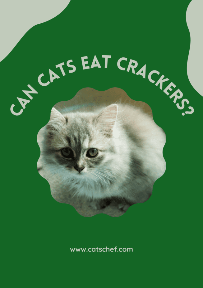 Kediler Kraker Yiyebilir mi?