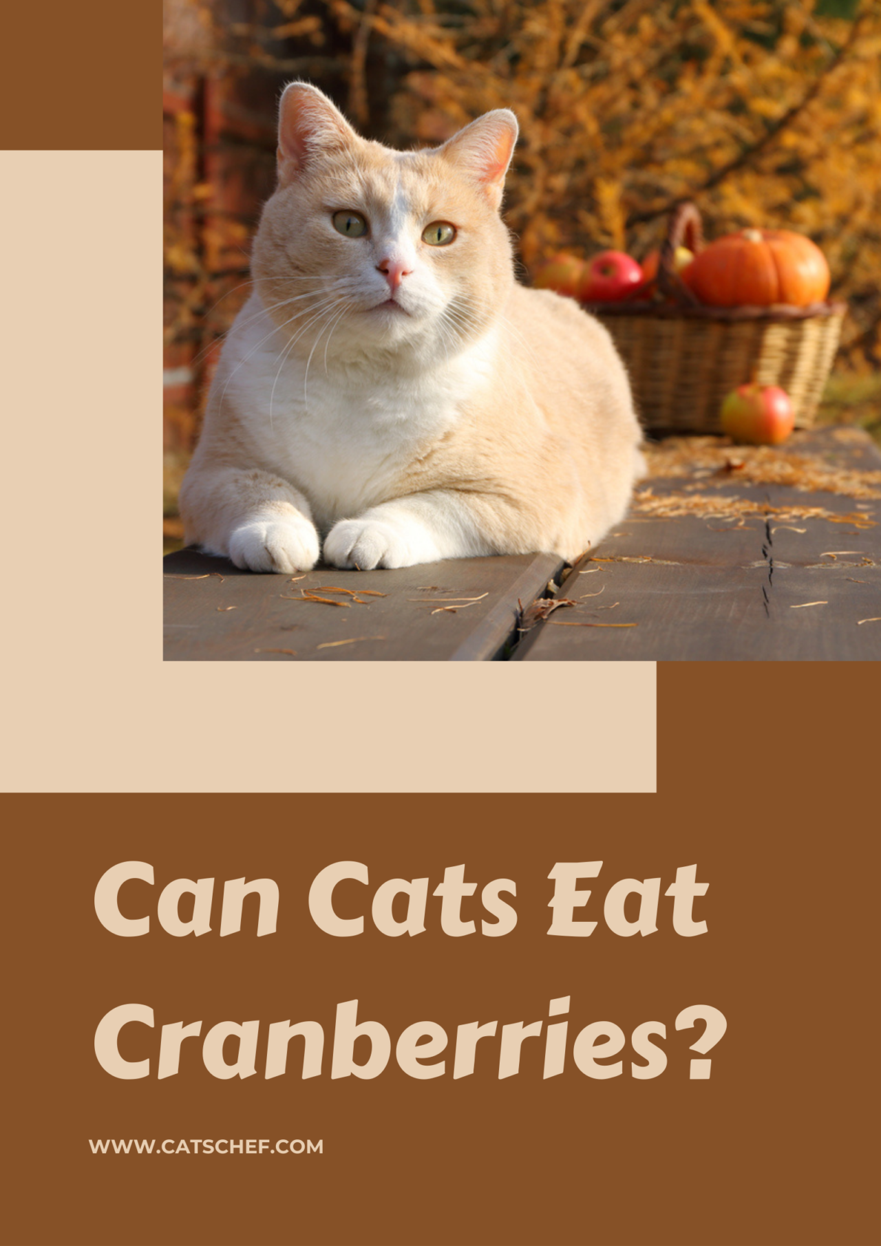 Can Cats Eat Cranberries? Will They Go Down Her Throat With Ease?