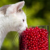 Can Cats Eat Cranberries