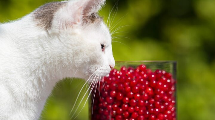 Kediler Kızılcık Yiyebilir mi? Boğazından Kolayca Geçer mi? 