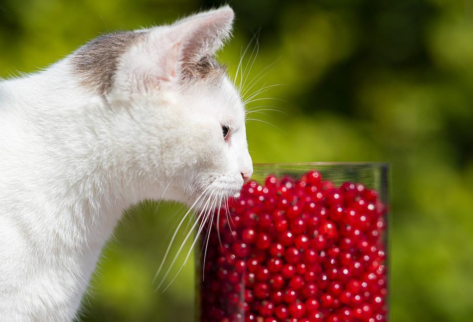 cranberries safe for cats