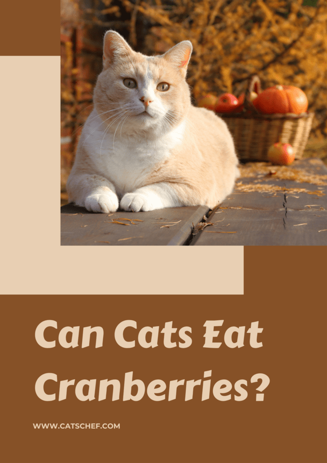 Can Cats Eat Cranberries?