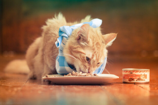 Can Cats Eat Duck