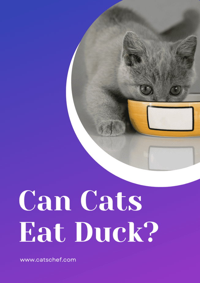 Can Cats Eat Duck?