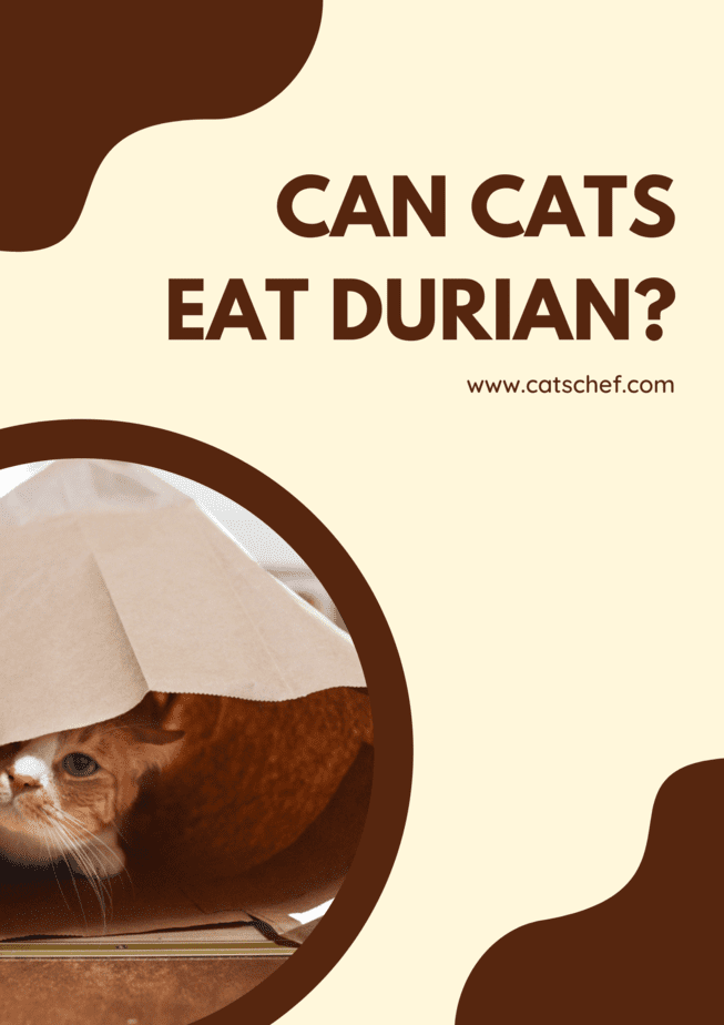 Kediler Durian Yiyebilir mi?