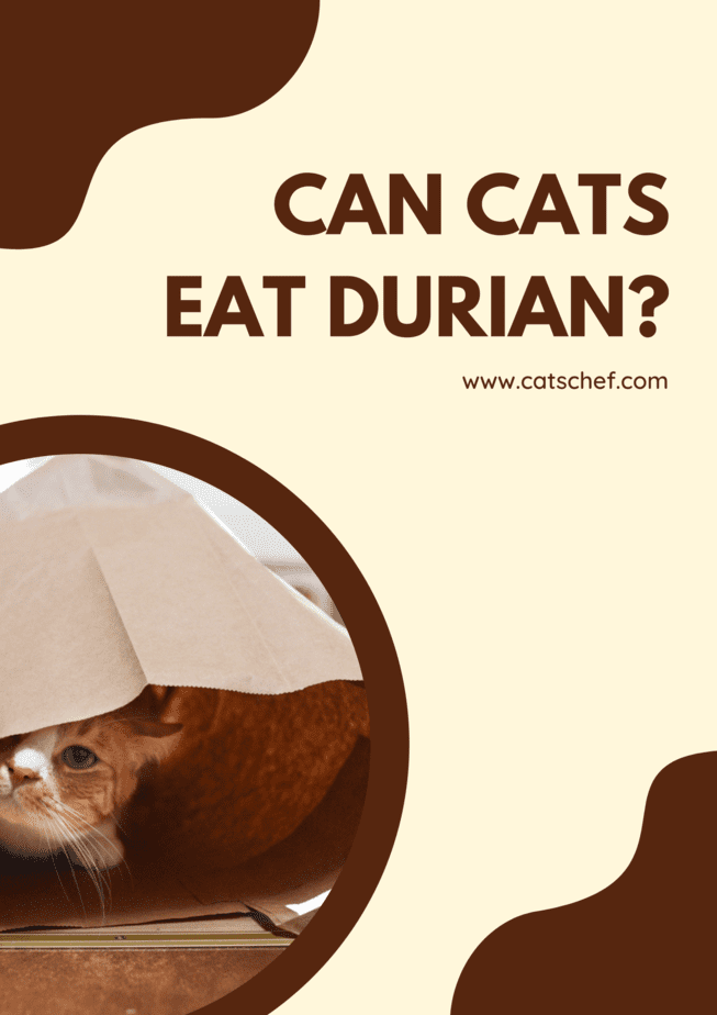 Can Cats Eat Durian?