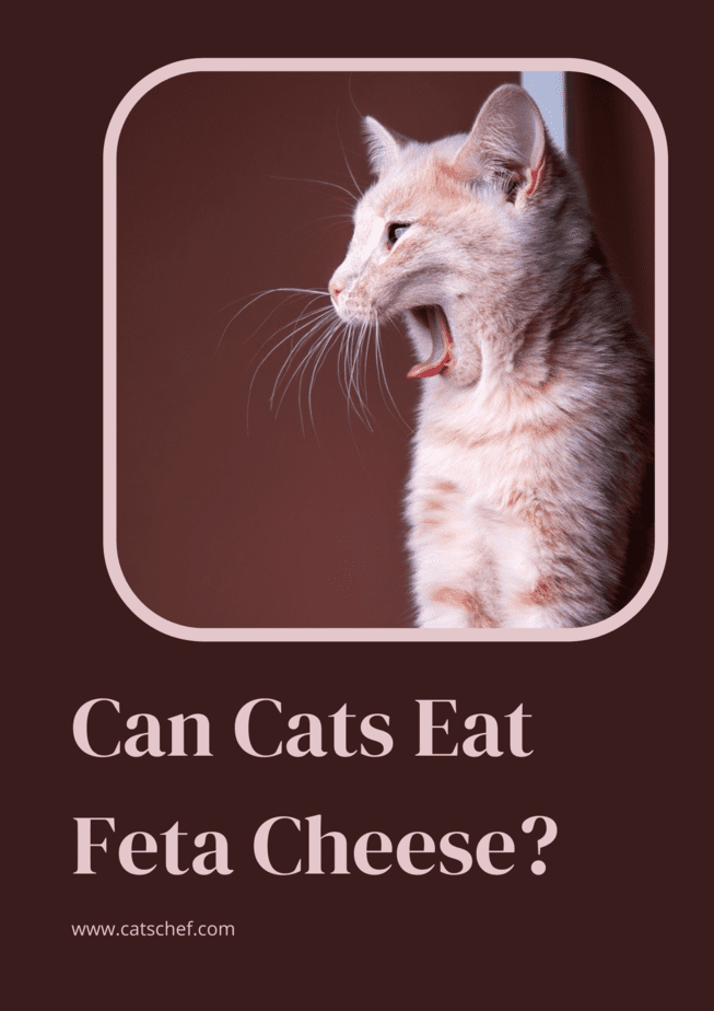Can Cats Eat Feta Cheese?