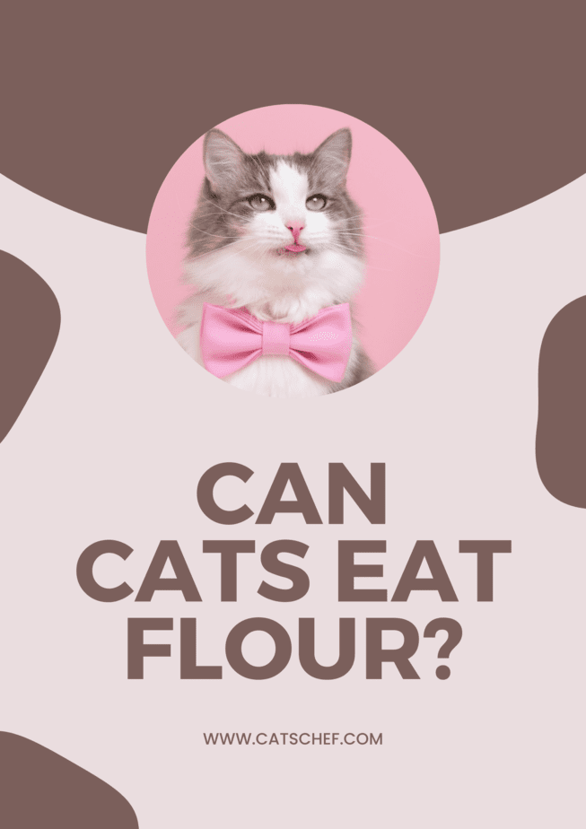 Can Cats Eat Flour?