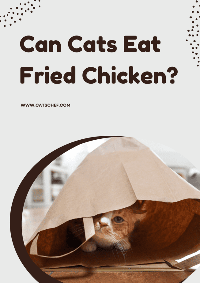Kediler Kızarmış Tavuk Yiyebilir mi?