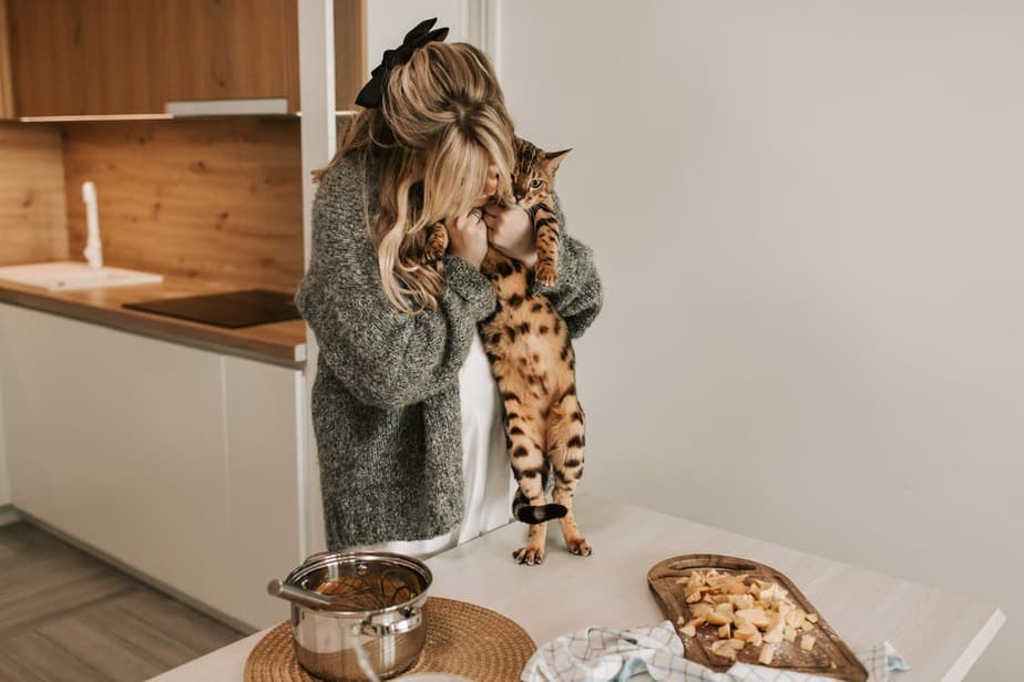 Can Cats Eat Hash Browns