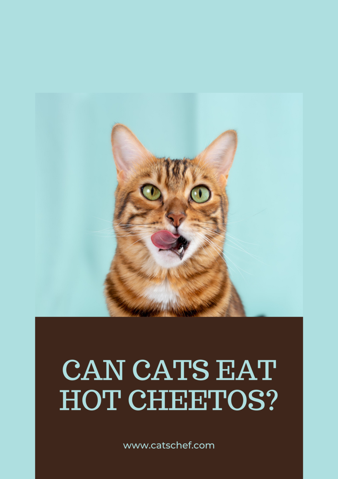 Can Cats Eat Hot Cheetos? Is This Snack Okay For Your Cat?