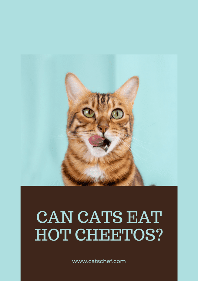 Kediler Sıcak Cheetos Yiyebilir mi?