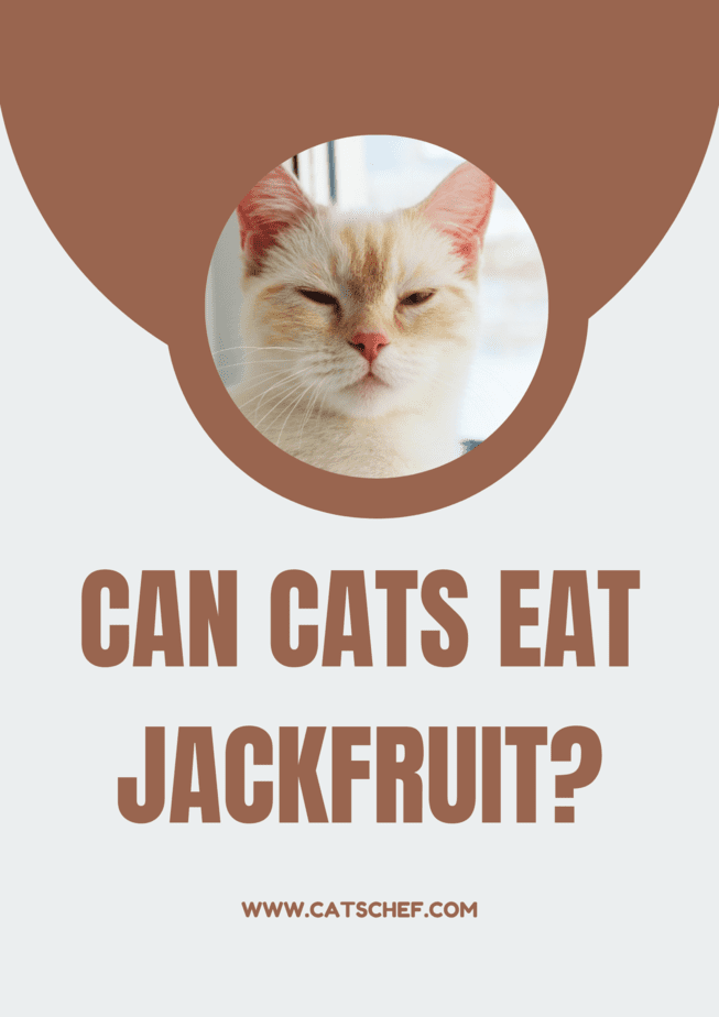 Can Cats Eat Jackfruit?