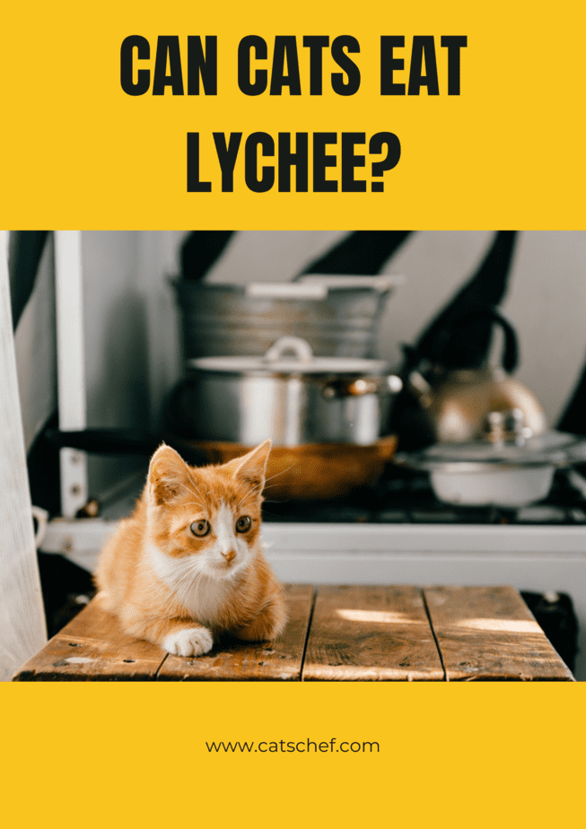 Can Cats Eat Lychee?