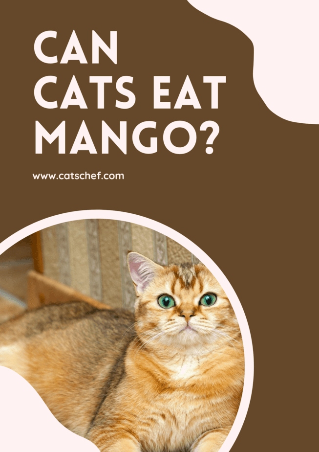 Kediler Mango Yiyebilir mi?