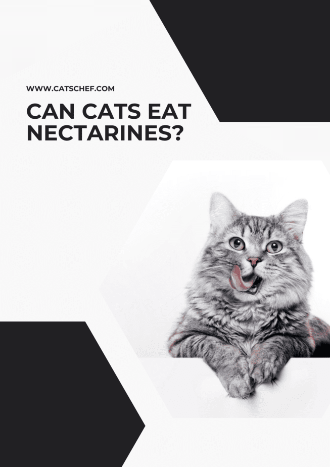 Can Cats Eat Nectarines?
