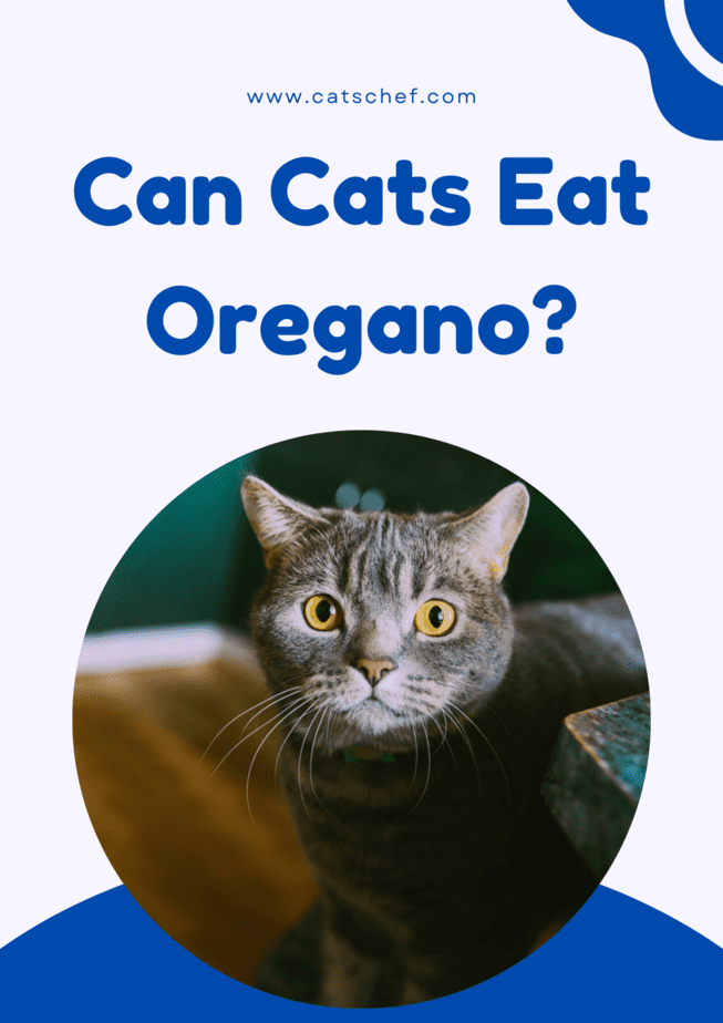 Can Cats Eat Oregano?