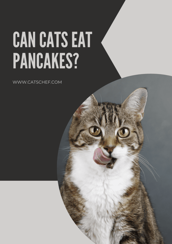 Can Cats Eat Pancakes?