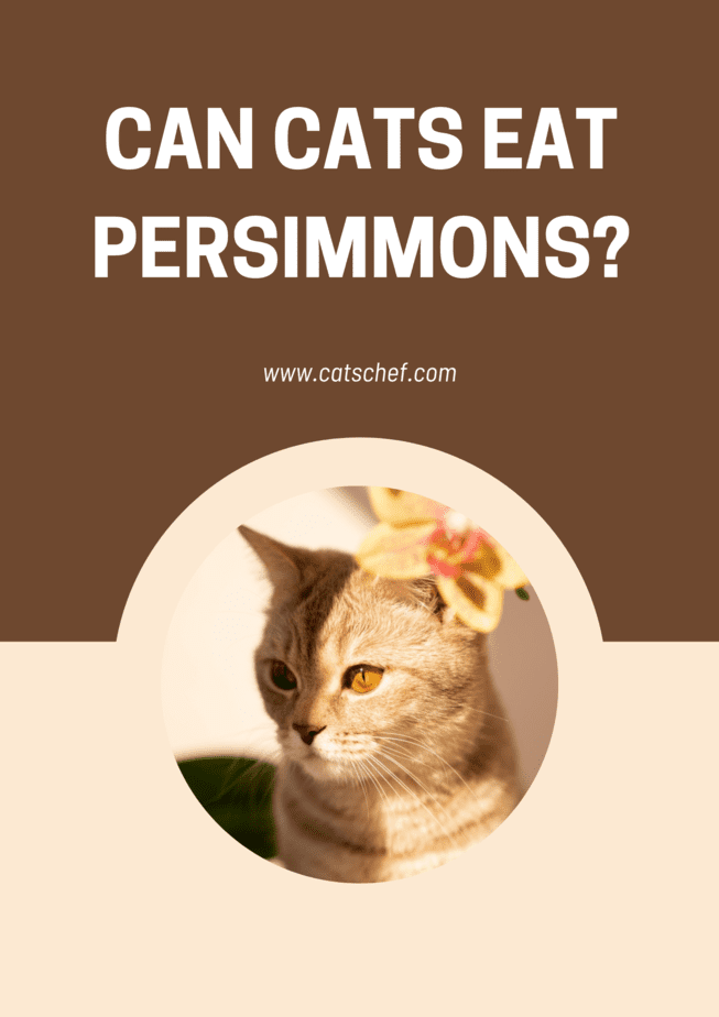 Can Cats Eat Persimmons? Dos And Don'ts Of This Delicious Fruit