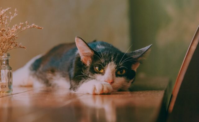Can Cats Eat Pistachios
